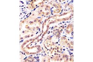 Antibody staining KCTD11 in human kidney tissue sections by Immunohistochemistry (IHC-P - paraformaldehyde-fixed, paraffin-embedded sections). (KCTD11 抗体  (AA 21-53))