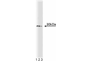 Western blot analysis of DRBP76 on HeLa lysate. (Interleukin enhancer-binding factor 3 (ILF3) (AA 592-695) 抗体)