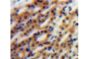 Used in DAB staining on fromalin fixed paraffin-embedded Kidney tissue (Nephronectin 抗体  (AA 49-255))