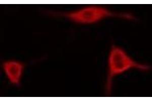 ABIN6278550 staining Hela cells by IF/ICC. (AIFM2 抗体  (Internal Region))