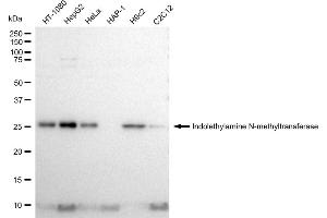 Western blotting analysis using Indolethylamine N-methyltransferase antibody (ABIN7799029).
