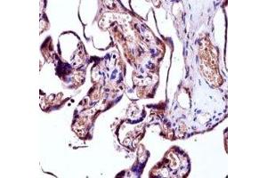 NEDD9 antibody immunohistochemistry analysis in formalin fixed and paraffin embedded human placenta tissue.