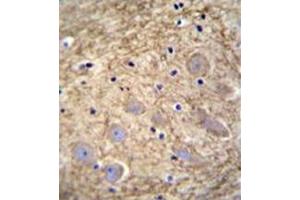 Immunohistochemistry analysis in formalin fixed and paraffin embedded human brain tissue reacted with followed by peroxidase conjugation of the secondary antibody and DAB staining. (PCDHGA1 抗体  (Middle Region))