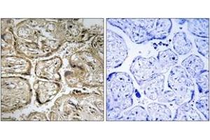 Immunohistochemistry analysis of paraffin-embedded human placenta, using CST9L Antibody. (CST9L 抗体  (AA 81-130))