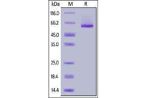 Mouse Glypican 1, His Tag on  under reducing (R) condition. (GPC1 Protein (AA 24-529) (His tag))