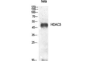 Western Blot (WB) analysis of specific cells using HDAC3 Polyclonal Antibody. (HDAC3 抗体  (Tyr398))