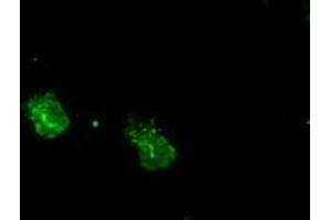 Anti-MAPK1 mouse monoclonal antibody (ABIN2452330) immunofluorescent staining of COS7 cells transiently transfected by pCMV6-ENTRY MAPK1 (RC204703). (ERK2 抗体)
