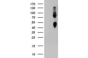 Image no. 1 for anti-Carboxypeptidase O (CPO) antibody (ABIN1497097) (CPO 抗体)