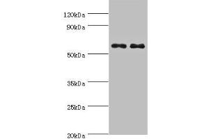 Western blot All lanes: NELFCD antibody at 8 μg/mL Lane 1: Jurkat whole cell lysate Lane 2: Hela whole cell lysate Secondary Goat polyclonal to rabbit IgG at 1/10000 dilution Predicted band size: 67, 23, 66 kDa Observed band size: 67 kDa (TH1-Like 抗体  (AA 346-590))