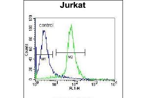 Flow cytometric analysis of Jurkat cells (right histogram) compared to a negative control cell (left histogram). (RBM14 抗体  (C-Term))