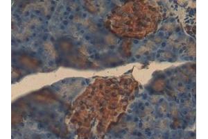 Detection of INS in Mouse Pancreas Tissue using Polyclonal Antibody to Insulin (INS) (Insulin 抗体  (AA 90-110))