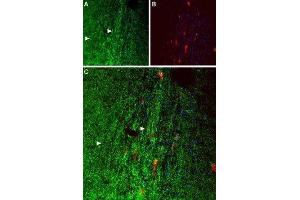 Expression of OX1R in mouse septum - Immunohistochemical staining paraffin-fixed frozen sections using Anti-Orexin Receptor 1 Antibody (ABIN7043285, ABIN7044883 and ABIN7044884), (1:50). (HCRTR1 抗体  (AA 256-269))