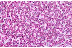 Anti-GRM7 / MGLUR7 antibody IHC staining of human liver. (GRM7 抗体  (N-Term))