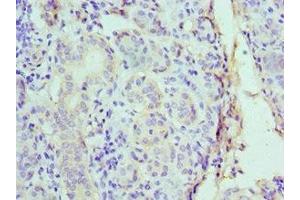 Immunohistochemistry of paraffin-embedded human salivary gland tissue using ABIN7149007 at dilution of 1:100 (CST1 抗体  (AA 20-141))