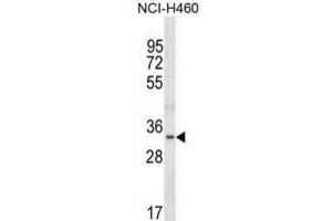 Western Blotting (WB) image for anti-Fibrillarin-Like 1 (FBLL1) antibody (ABIN5019815) (FBLL1 抗体)