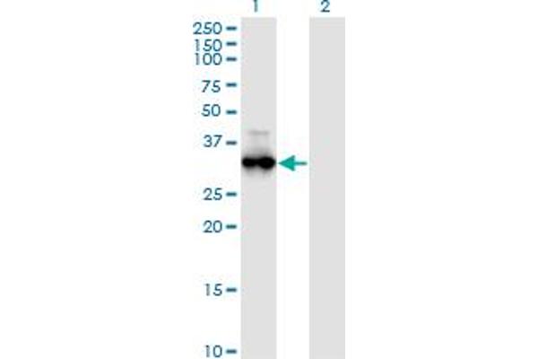 PRKG1 抗体  (AA 73-170)