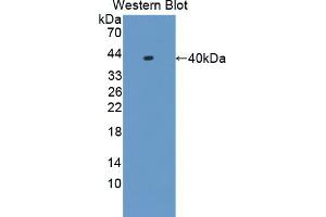 Western blot analysis of the recombinant protein. (HNRNPA1 抗体  (AA 2-320))