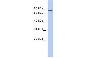 TMTC1 antibody used at 1 ug/ml to detect target protein. (TMTC1 抗体  (Middle Region))