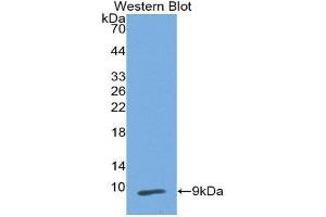 Western Blotting (WB) image for anti-Peptidase Inhibitor 3, Skin-Derived (PI3) (AA 41-117) antibody (ABIN3201724) (PI3 抗体  (AA 41-117))