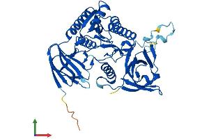 Protein Structure (PS) image for Cleavage and Polyadenylation Factor I Subunit 1 (CLP1) (AA 1-425) protein (His tag) (ABIN7553491)