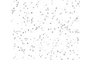 Immunocytochemistry (ICC) image for anti-REL proto-oncogene (c-Rel) (C-Term) antibody (ABIN7795771)
