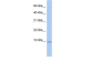 WB Suggested Anti-FXYD7 Antibody Titration:  0. (FXYD7 抗体  (N-Term))