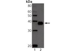Western blot analysis of BCMA: Lane 1: MW marker, Lane 2: Mouse BCMA Recombinant Protein. (BCMA 抗体  (Extracellular Domain))