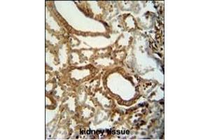 INSC antibody (C-term) (ABIN653656 and ABIN2842996) immunohistochemistry analysis in formalin fixed and paraffin embedded human kidney tissue followed by peroxidase conjugation of the secondary antibody and DAB staining. (INSC 抗体  (C-Term))