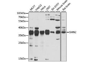 Western blot analysis of extracts of various cell lines, using SMN2 antibody (ABIN2737565) at 1:1000 dilution. (SMN2 抗体)