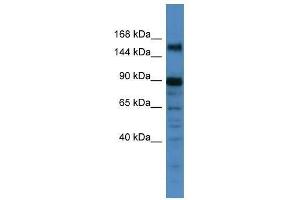 Western Blot showing POGZ antibody used at a concentration of 1. (POGZ 抗体  (C-Term))