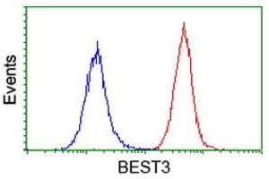 Image no. 2 for anti-Bestrophin 3 (BEST3) antibody (ABIN1501730) (Bestrophin 3 抗体)