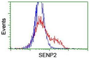 Image no. 2 for anti-SUMO1/sentrin/SMT3 Specific Peptidase 2 (SENP2) (AA 139-523) antibody (ABIN1490927) (SENP2 抗体  (AA 139-523))