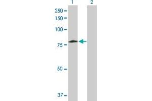 Western Blot analysis of ARAF expression in transfected 293T cell line by ARAF MaxPab polyclonal antibody.