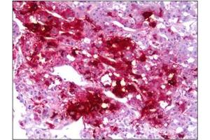 Immunohistochemistry (IHC) image for anti-Neuropeptide Y (NPY) antibody (ABIN953678) (NPY 抗体)