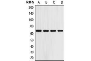 Western blot analysis of GPR153 expression in A549 (A), HeLa (B), Raw264. (GPR153 抗体  (Center))