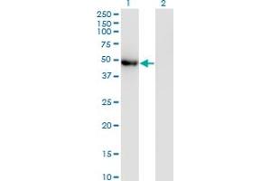 Western Blot analysis of POLG2 expression in transfected 293T cell line by POLG2 monoclonal antibody (M01), clone 1A2.