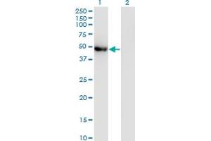 Western Blot analysis of POLG2 expression in transfected 293T cell line by POLG2 monoclonal antibody (M01), clone 1A2. (POLG2 抗体  (AA 1-485))