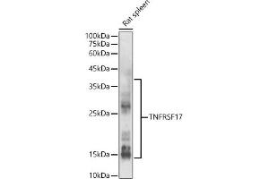 Western blot analysis of extracts of Rat spleen, using TNFRSF17 antibody (ABIN7271066) at 1:500 dilution. (BCMA 抗体  (AA 1-100))