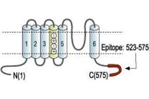 Representative domain view of the target of ABIN7885295.