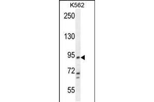 Western blot analysis in K562 cell line lysates (35ug/lane). (KCNH4 抗体  (N-Term))