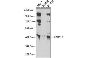 Western blot analysis of extracts of various cell lines, using RC antibody (ABIN6132581, ABIN6146645, ABIN6146648 and ABIN6222713) at 1:1000 dilution.