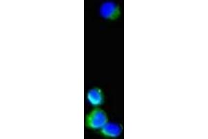 Immunofluorescent analysis of Hela cells using ABIN7169495 at dilution of 1:100 and Alexa Fluor 488-congugated AffiniPure Goat Anti-Rabbit IgG(H+L) (SH3BP5 抗体  (AA 49-455))