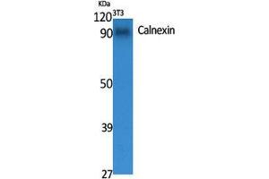 Western Blot (WB) analysis of specific cells using Calnexin Polyclonal Antibody.