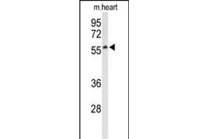 Western blot analysis of Sestrin-1 Antibody (N-term) (ABIN652375 and ABIN2841779) in mouse heart tissue lysates (35 μg/lane). (SESN1 抗体  (N-Term))