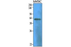 Cell lysates of human mesenitrocellulosehymal stem cell (30 ug) were resolved by SDS-PAGE, transferred to nitrocellulose membrane and probed with anti-human CD73 (1:1000).