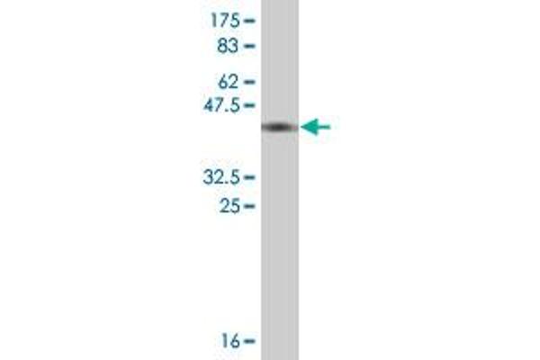 Thimet Oligopeptidase 1 抗体  (AA 255-354)