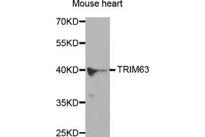 Western Blotting (WB) image for anti-Tripartite Motif Containing 63 (TRIM63) antibody (ABIN3017373) (TRIM63 抗体)
