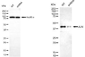 anti-Jun Proto-Oncogene (JUN) antibody