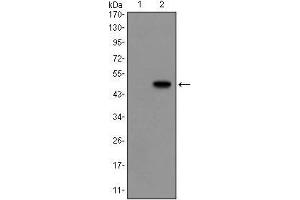Western blot analysis using GCG mAb against HEK293 (1) and GCG(AA: 1-180)-hIgGFc transfected HEK293 (2) cell lysate. (Glucagon 抗体)