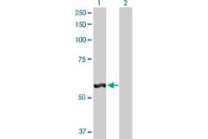 Western Blot analysis of LAP3 expression in transfected 293T cell line by LAP3 MaxPab polyclonal antibody. (LAP3 抗体  (AA 1-519))